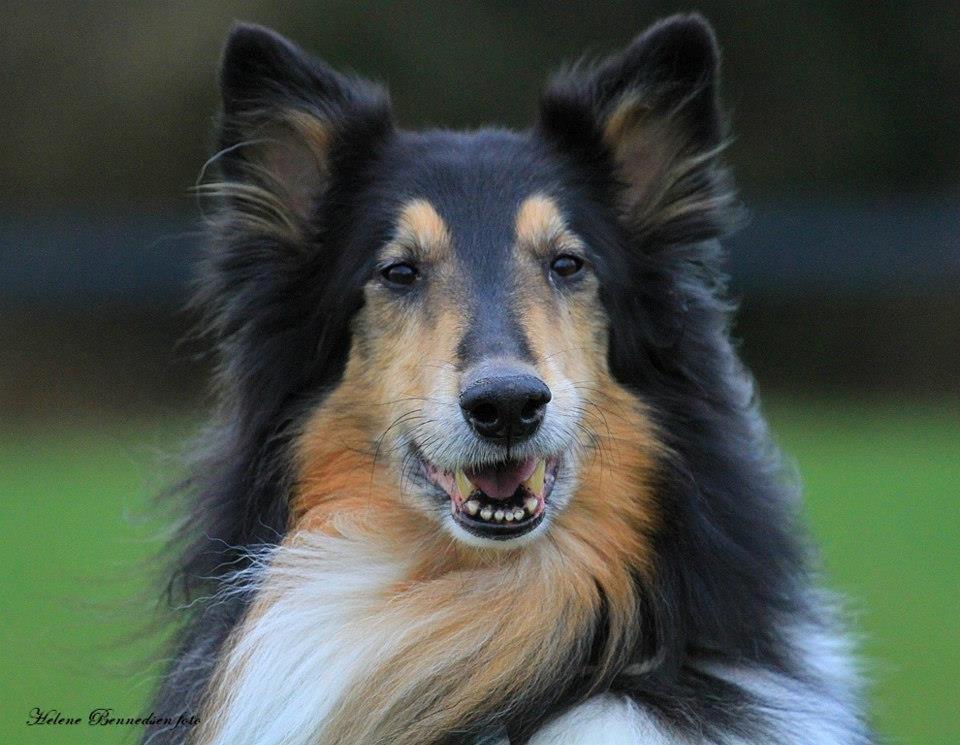 Collie langhåret Simba - sov sødt min skat! billede 18