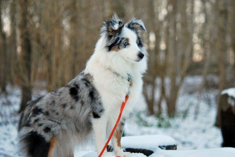 Shetland sheepdog Mejse billede 9