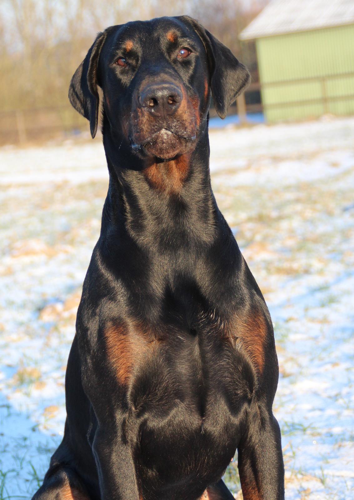 Dobermann Qui Terret Absinthe - 1½ år billede 4