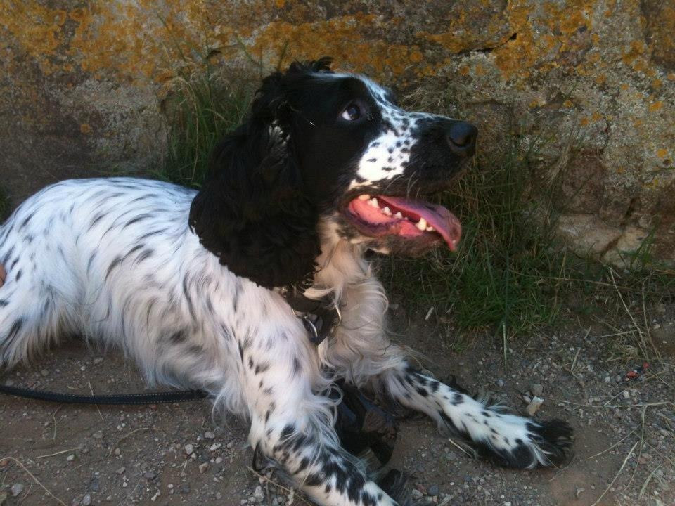 Cocker spaniel charlie billede 12