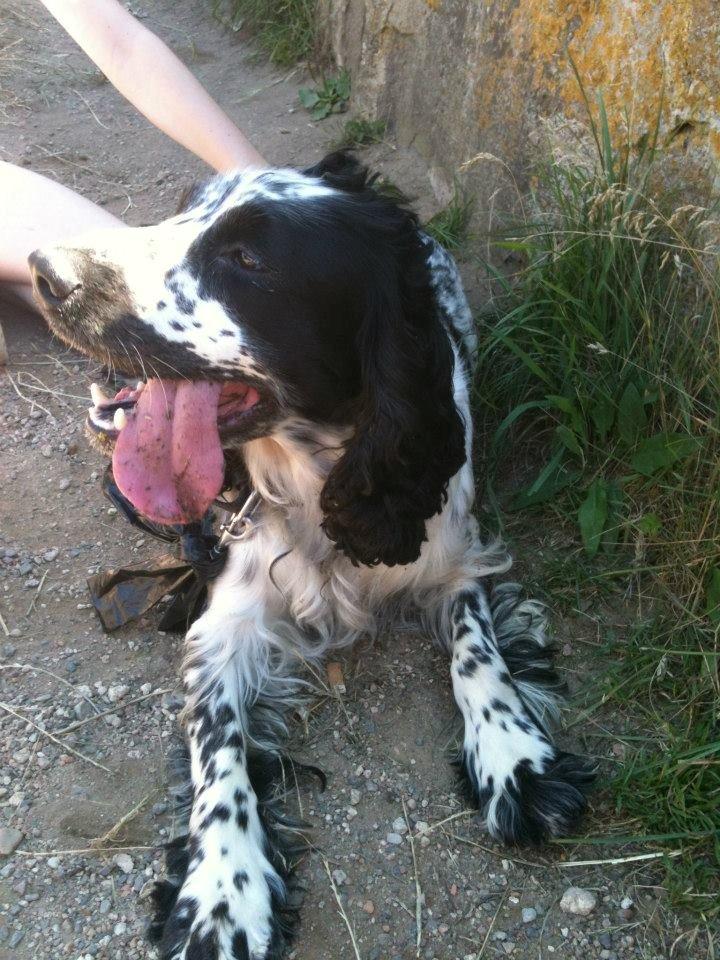 Cocker spaniel charlie billede 13