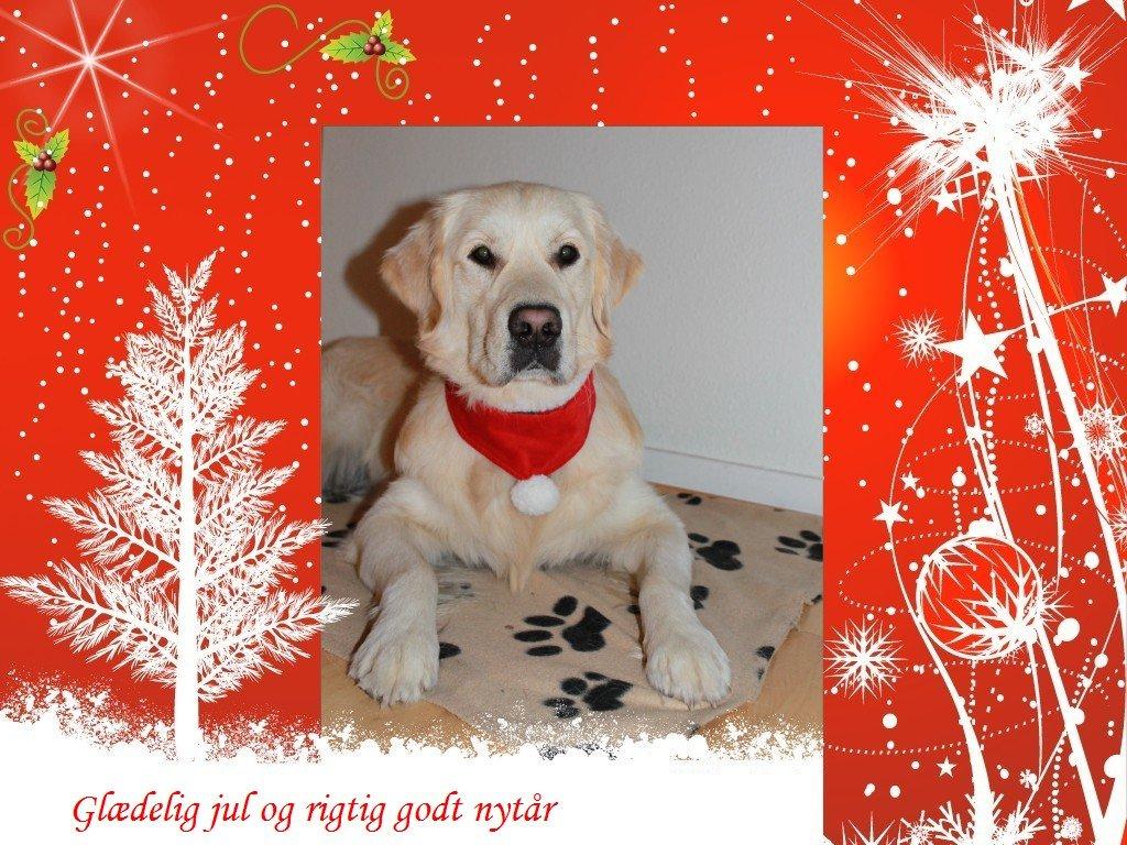 Golden retriever Carlo - Julekort år 2012.
Carlo 1 år og 7 mdr. billede 17