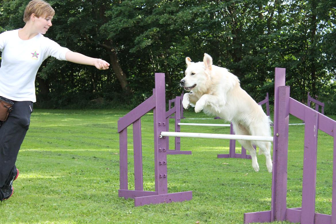 Golden retriever Carlo - Agillity sommeren 2012 billede 18