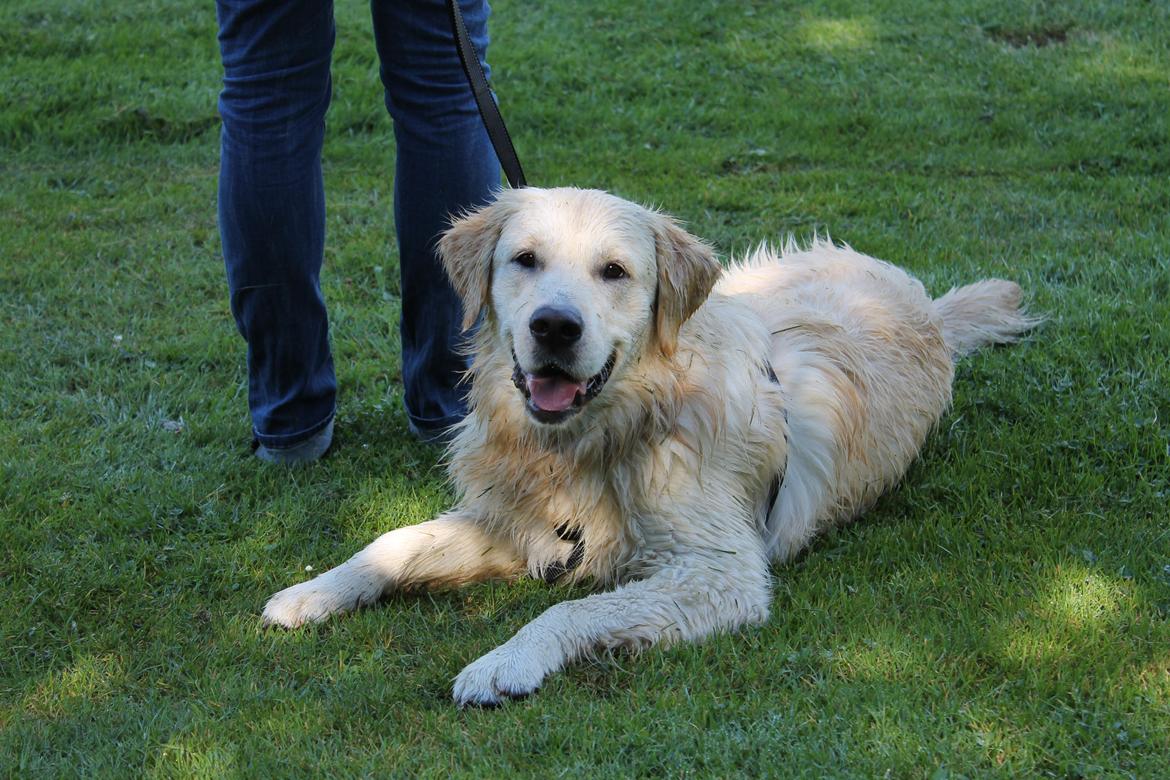 Golden retriever Carlo - Skønt at kunne rulle sig i koldt vådt græs, når det er varmt udenfor.
Hundens dag Esbjerg 2012 billede 19