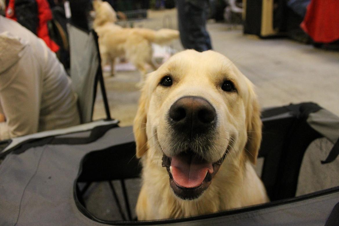 Golden retriever Carlo - Sidder pænt og venter på at det bliver vores tur til at gå i ringen til udstilling i Herning 2012 billede 20