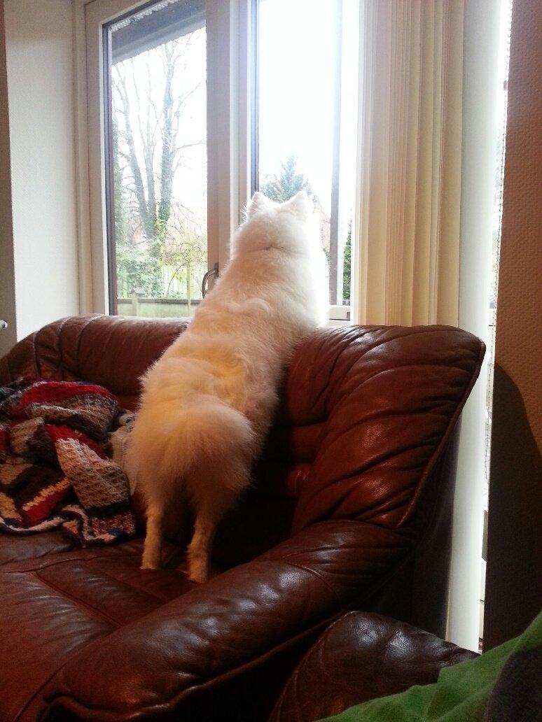 Japansk spids REX billede 1