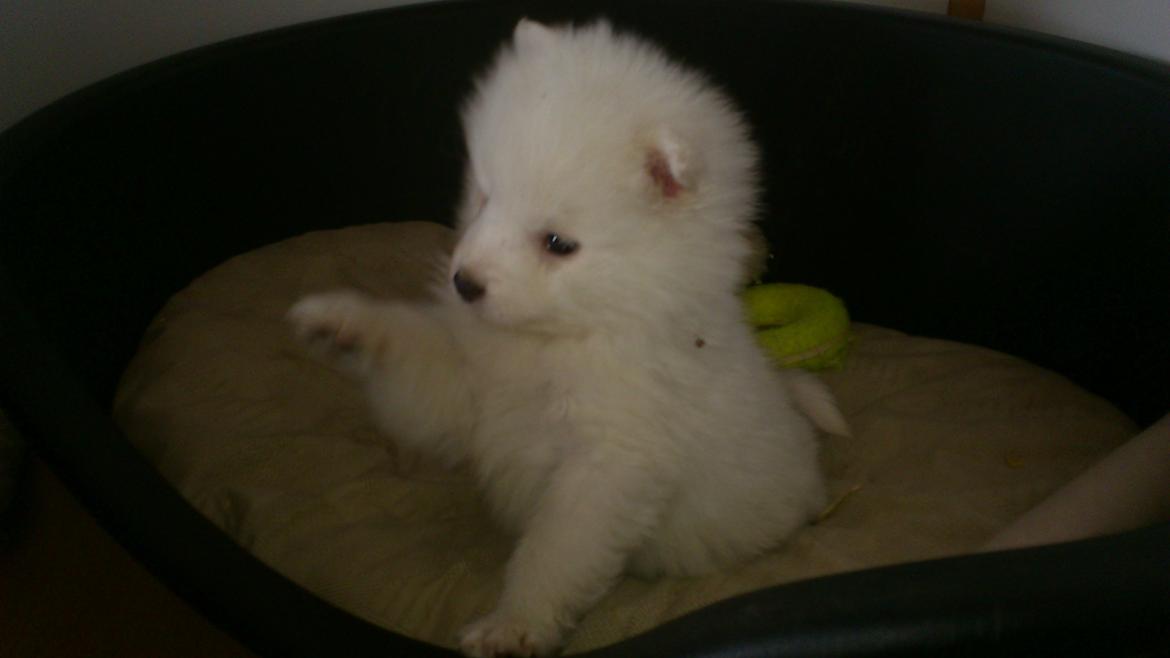 Japansk spids REX billede 2