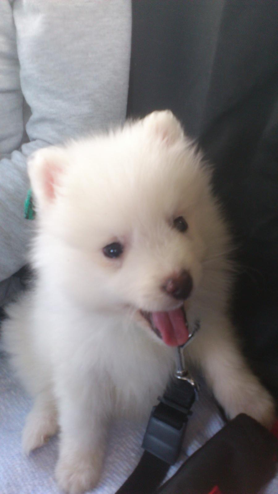 Japansk spids REX billede 3