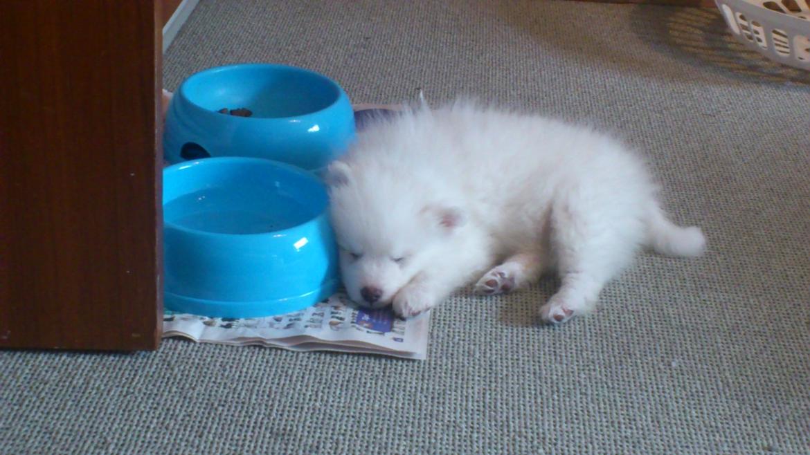 Japansk spids REX billede 4