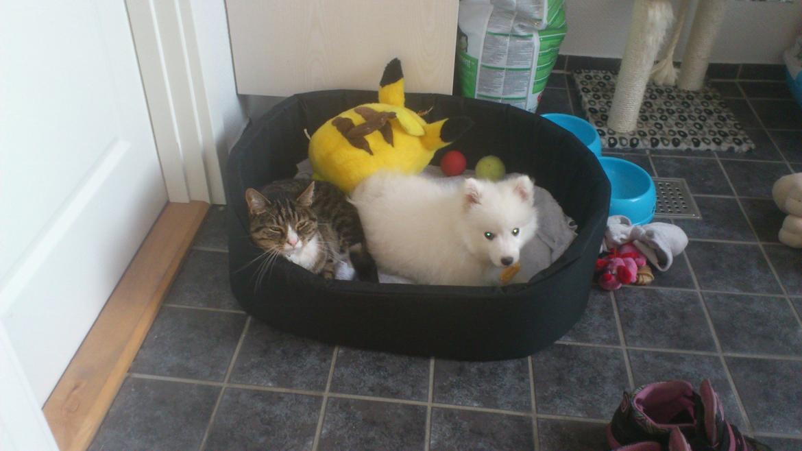 Japansk spids REX billede 5