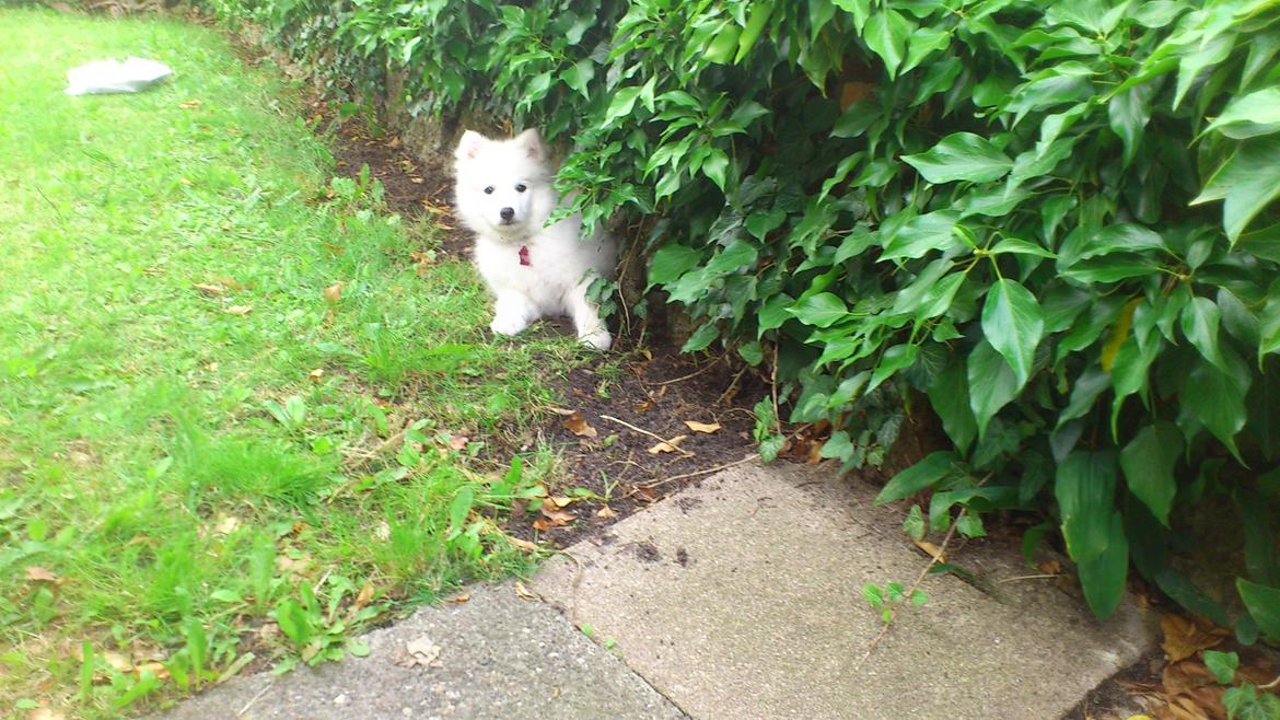 Japansk spids REX billede 6