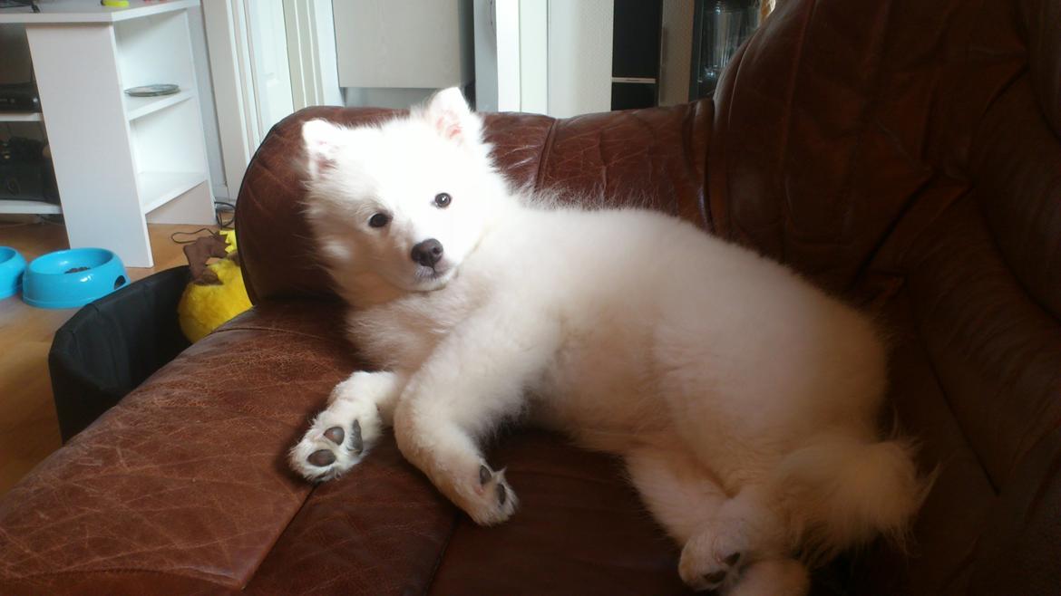 Japansk spids REX billede 7