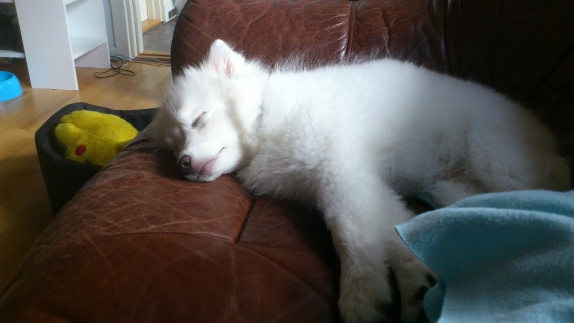 Japansk spids REX billede 8