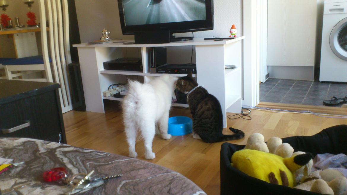 Japansk spids REX billede 9