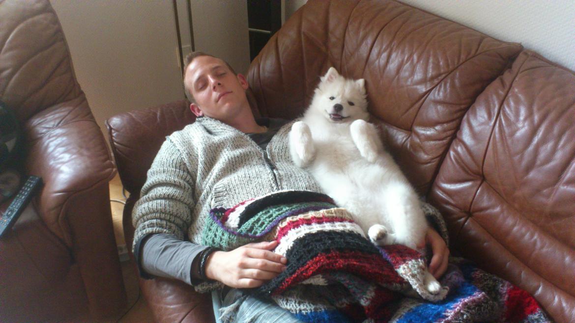 Japansk spids REX billede 10