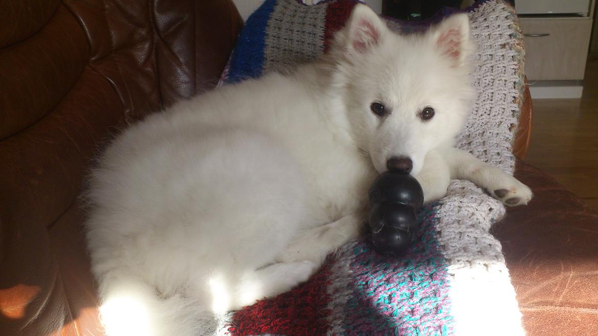 Japansk spids REX billede 11