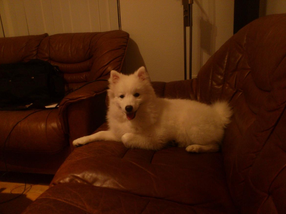 Japansk spids REX billede 12