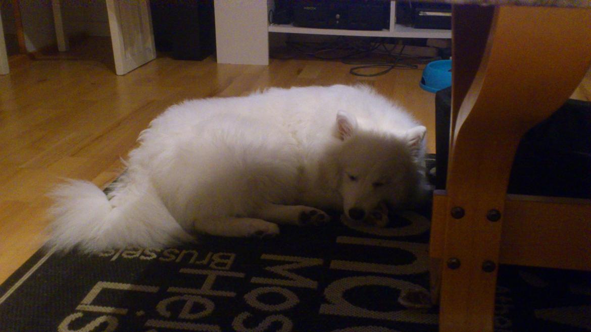 Japansk spids REX billede 13