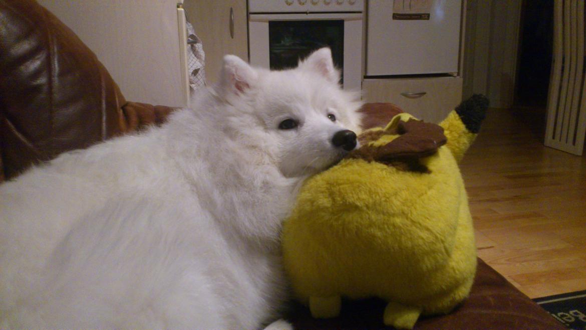 Japansk spids REX billede 14