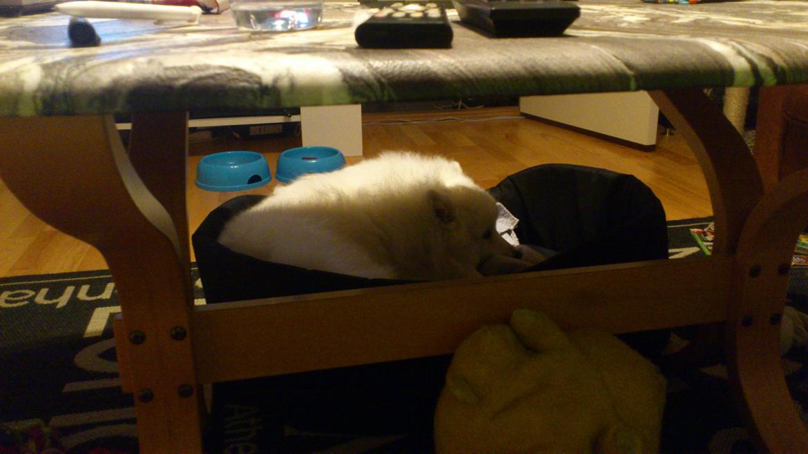 Japansk spids REX billede 15