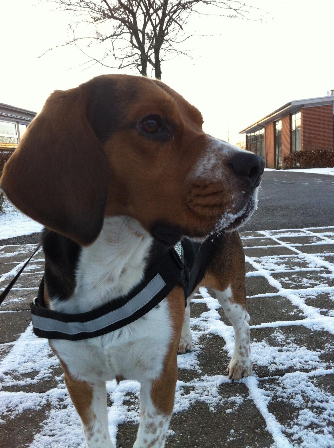 Beagle Leonardo billede 4