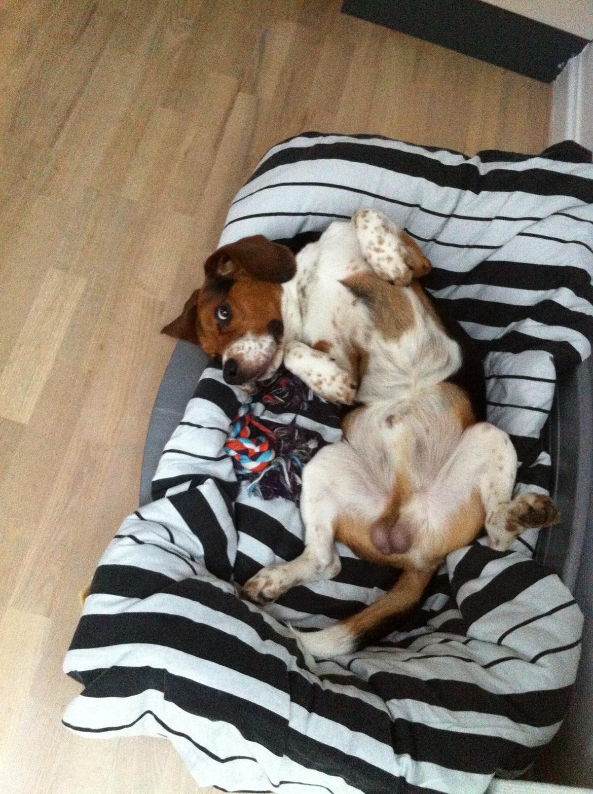 Beagle Leonardo billede 3