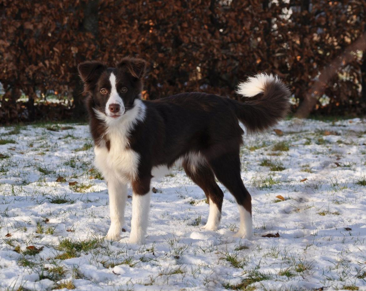 Border collie Kian Star Klaudia billede 9