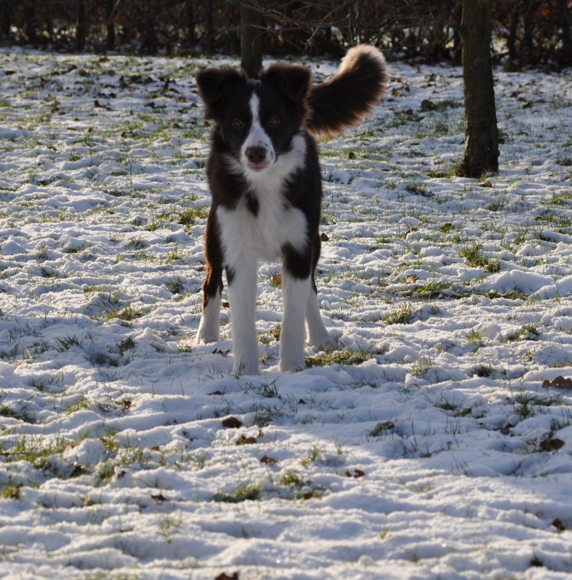 Border collie Kian Star Klaudia billede 10