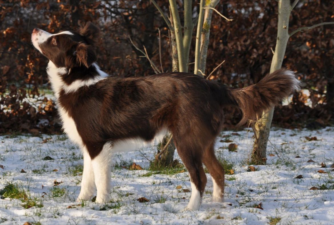 Border collie Kian Star Klaudia billede 11