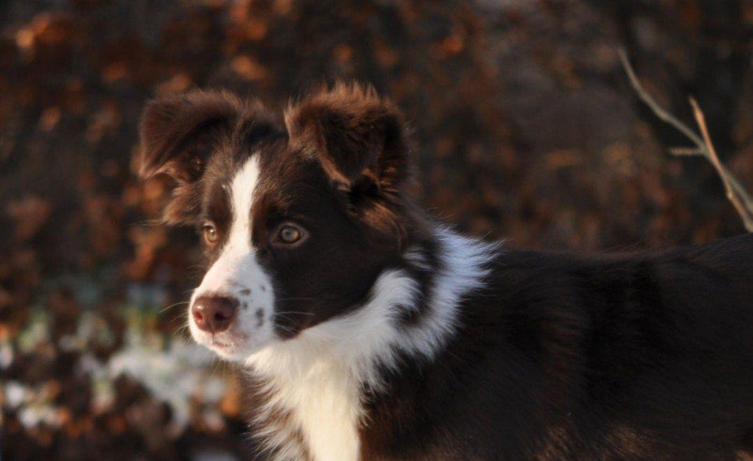 Border collie Kian Star Klaudia billede 12