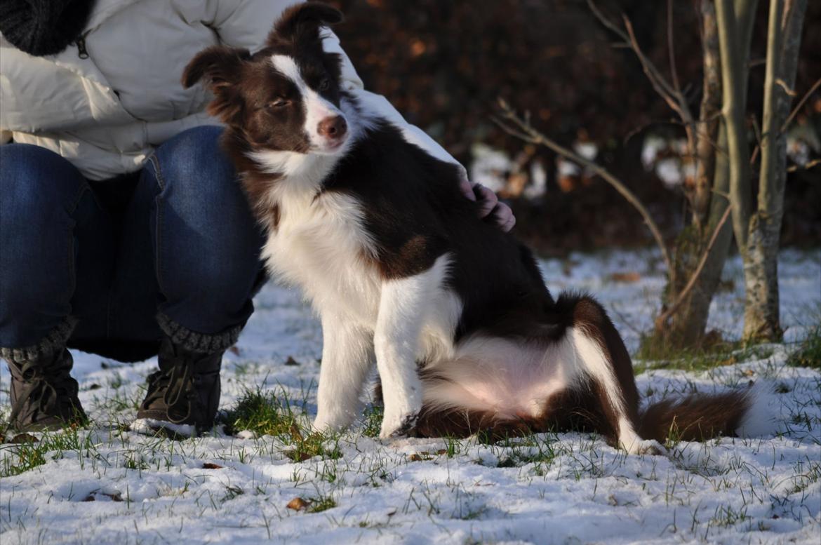 Border collie Kian Star Klaudia - klø mig lige på maven.. kom nu <3 billede 13