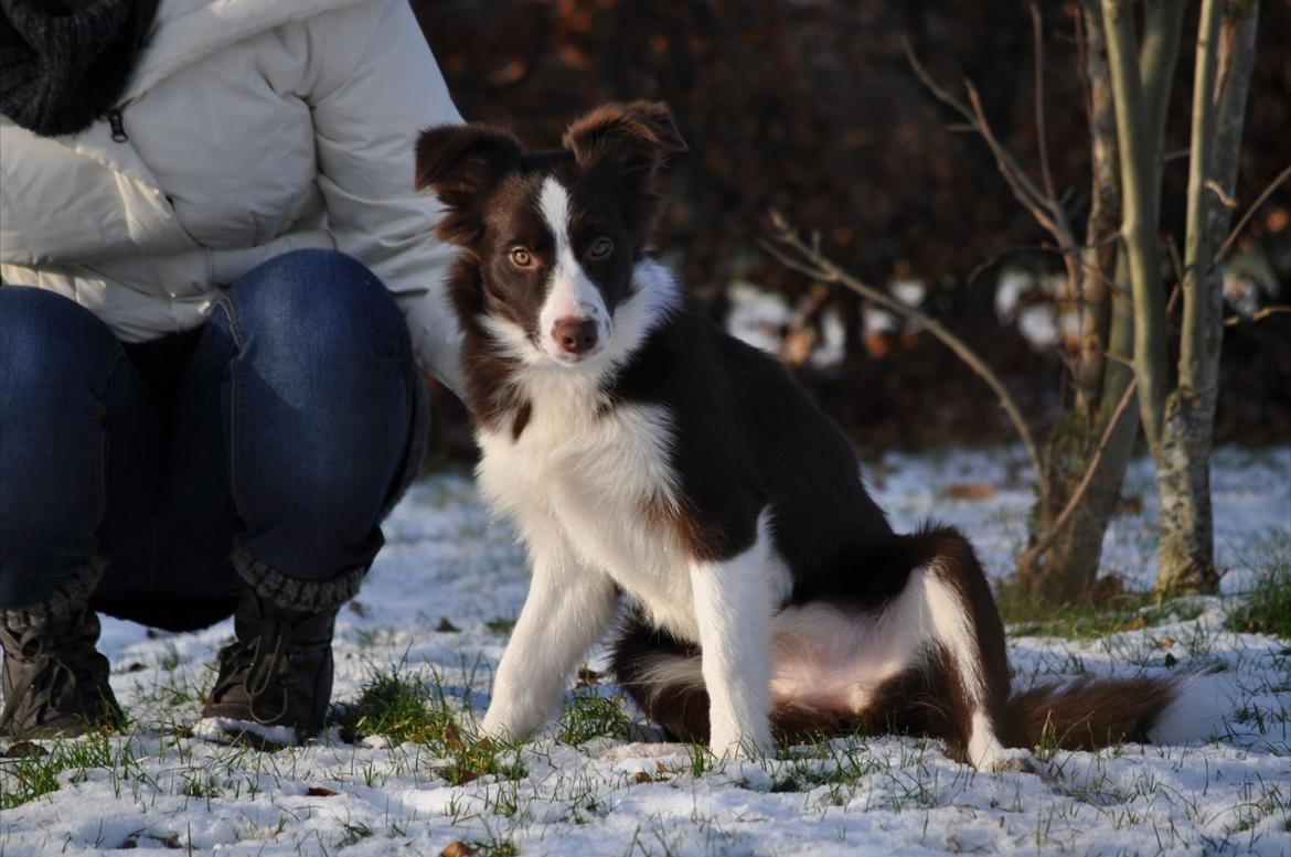 Border collie Kian Star Klaudia billede 14