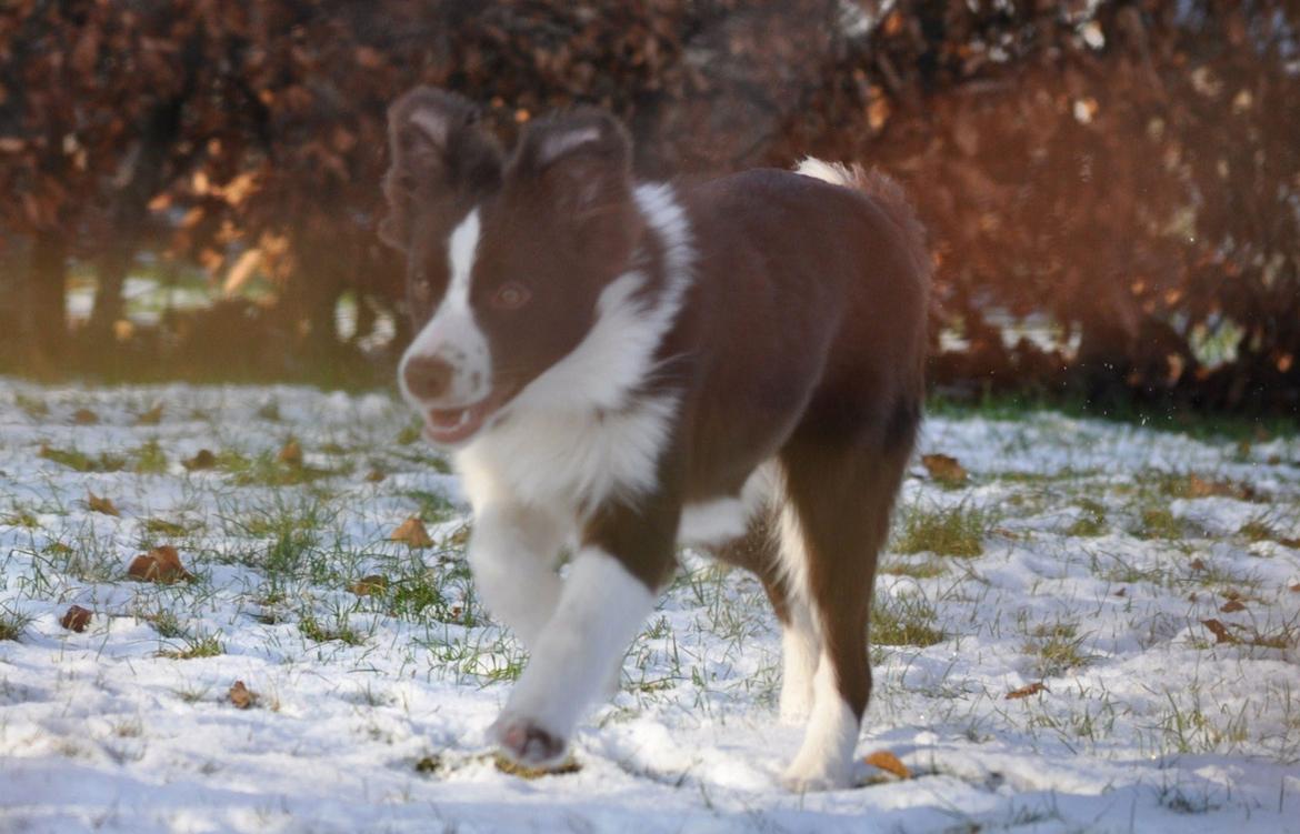 Border collie Kian Star Klaudia billede 15