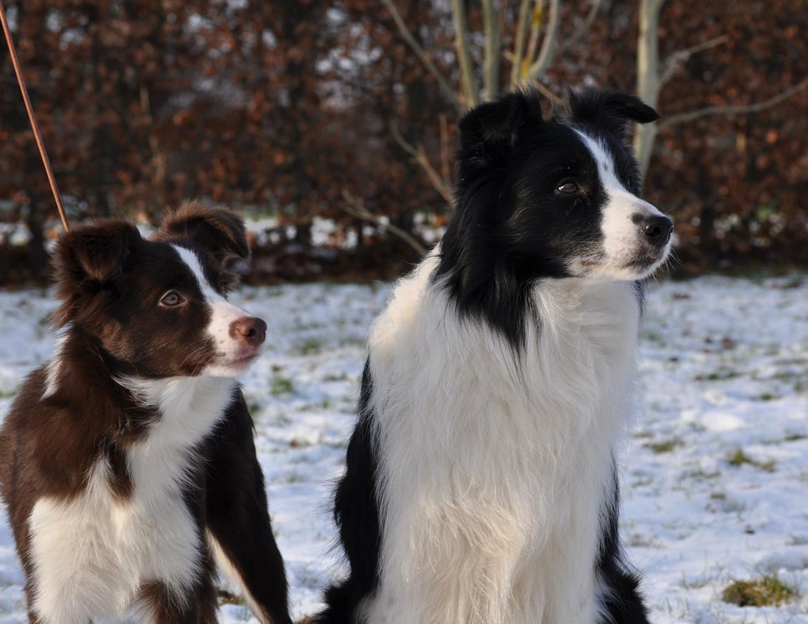 Border collie Kian Star Klaudia - min smukke far og mig <3 billede 16