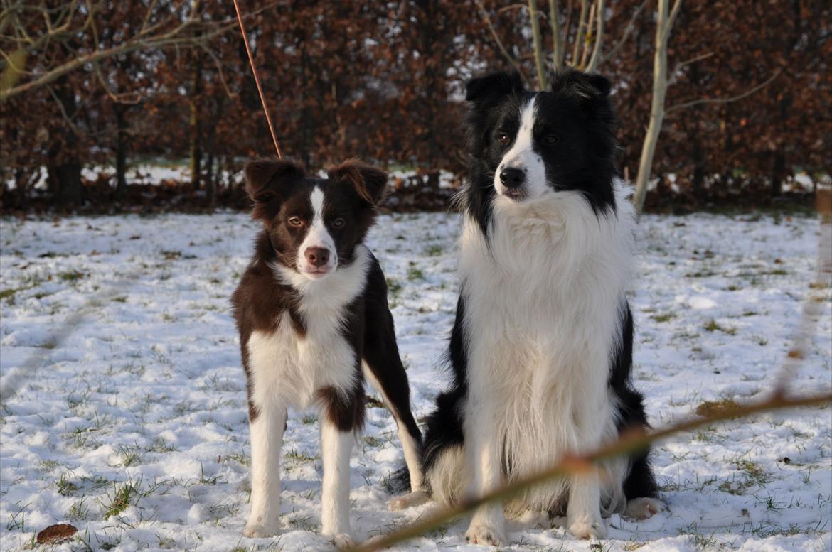 Border collie Kian Star Klaudia - vi er så smukke sammen og i senen :) <3 billede 17