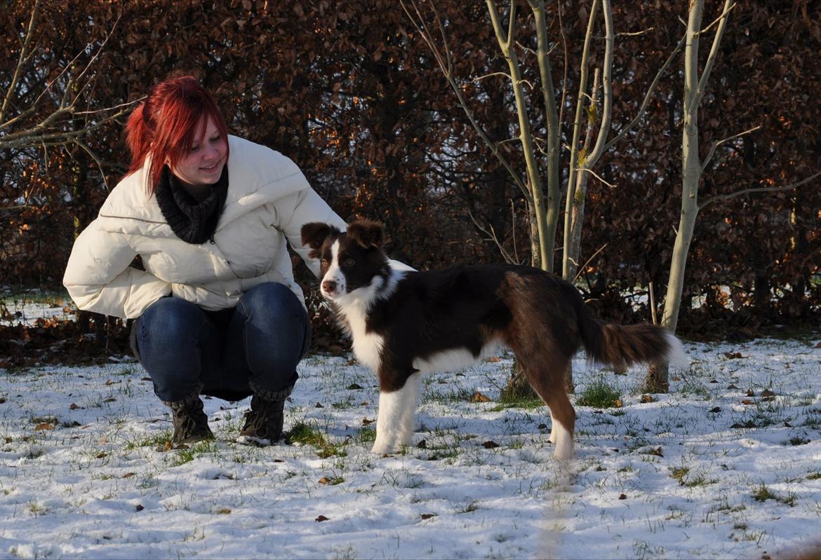 Border collie Kian Star Klaudia billede 18