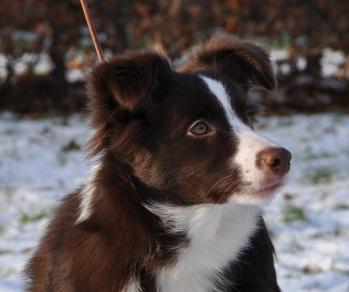 Border collie Kian Star Klaudia - jeg er bare så smuk :) <3 billede 2