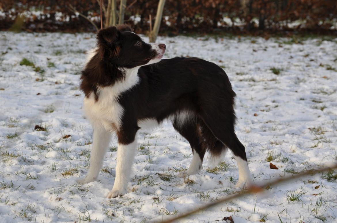 Border collie Kian Star Klaudia billede 19