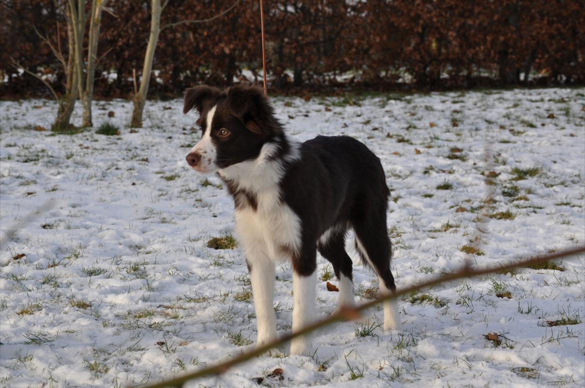 Border collie Kian Star Klaudia billede 20