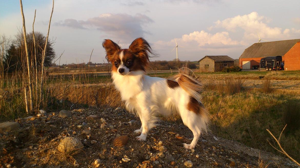 Papillon NA's Molly - Så stolt på toppen. sommer 2012 billede 19