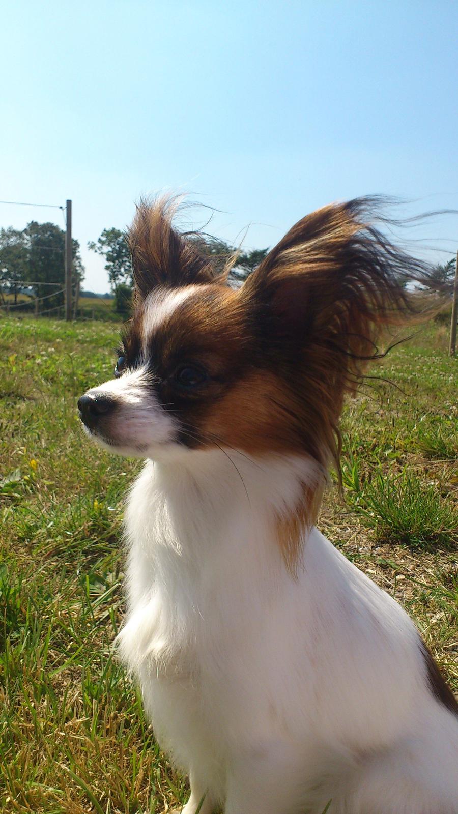 Papillon NA's Molly - Nyder solen. sommer 2012 billede 3