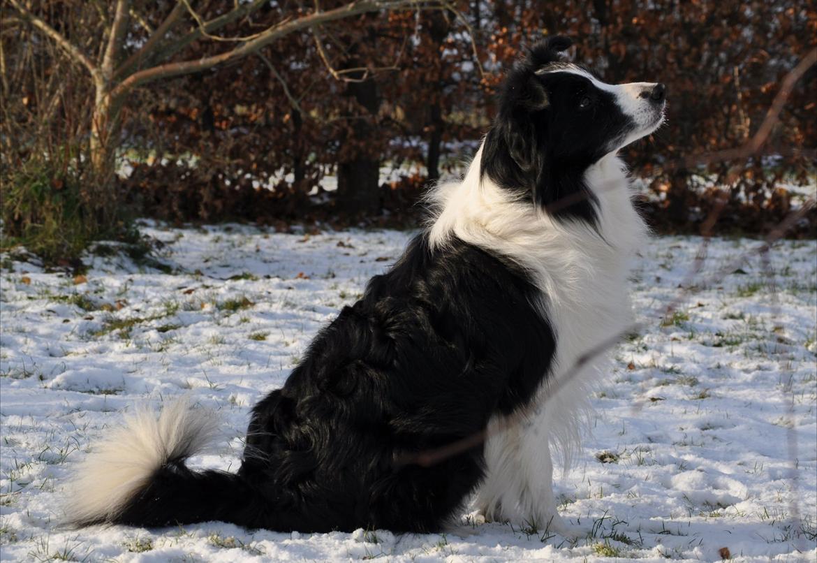 Border collie Hidden Farms Kelly billede 18