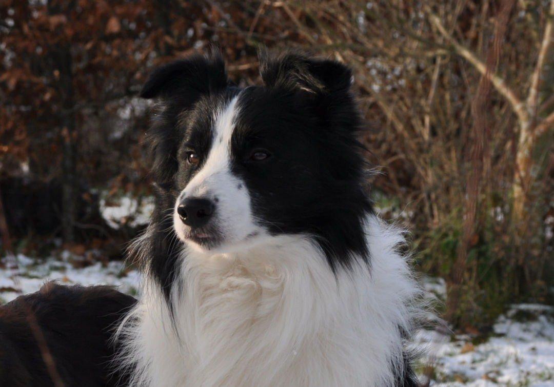 Border collie Hidden Farms Kelly billede 20