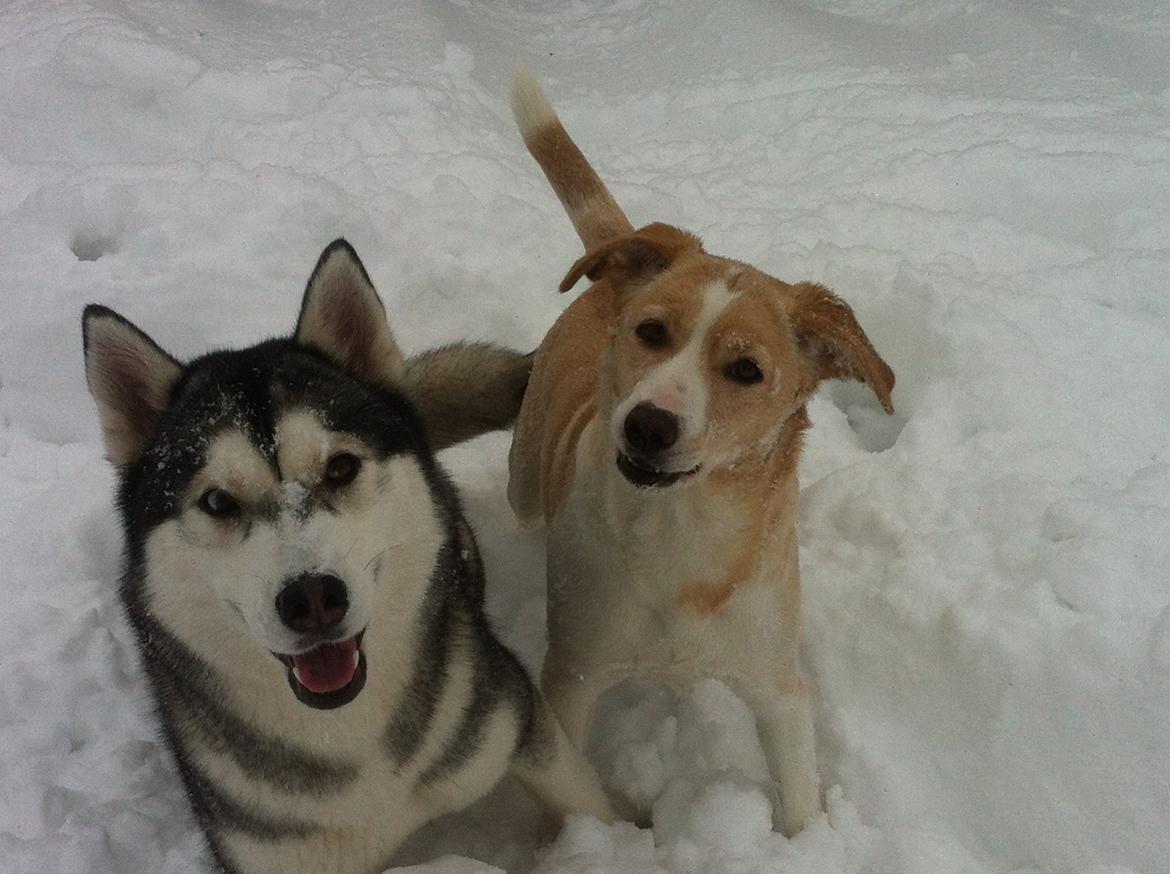 Blanding af racer Molly :-) billede 4