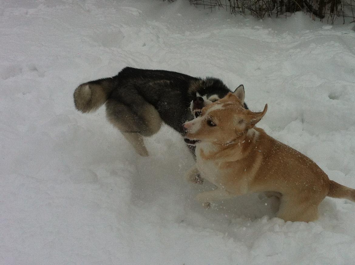 Blanding af racer Molly :-) billede 15