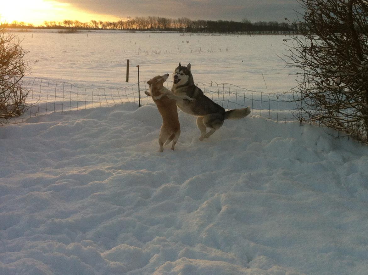 Blanding af racer Molly :-) billede 8