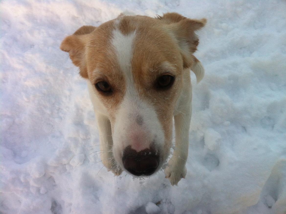 Blanding af racer Molly :-) billede 16