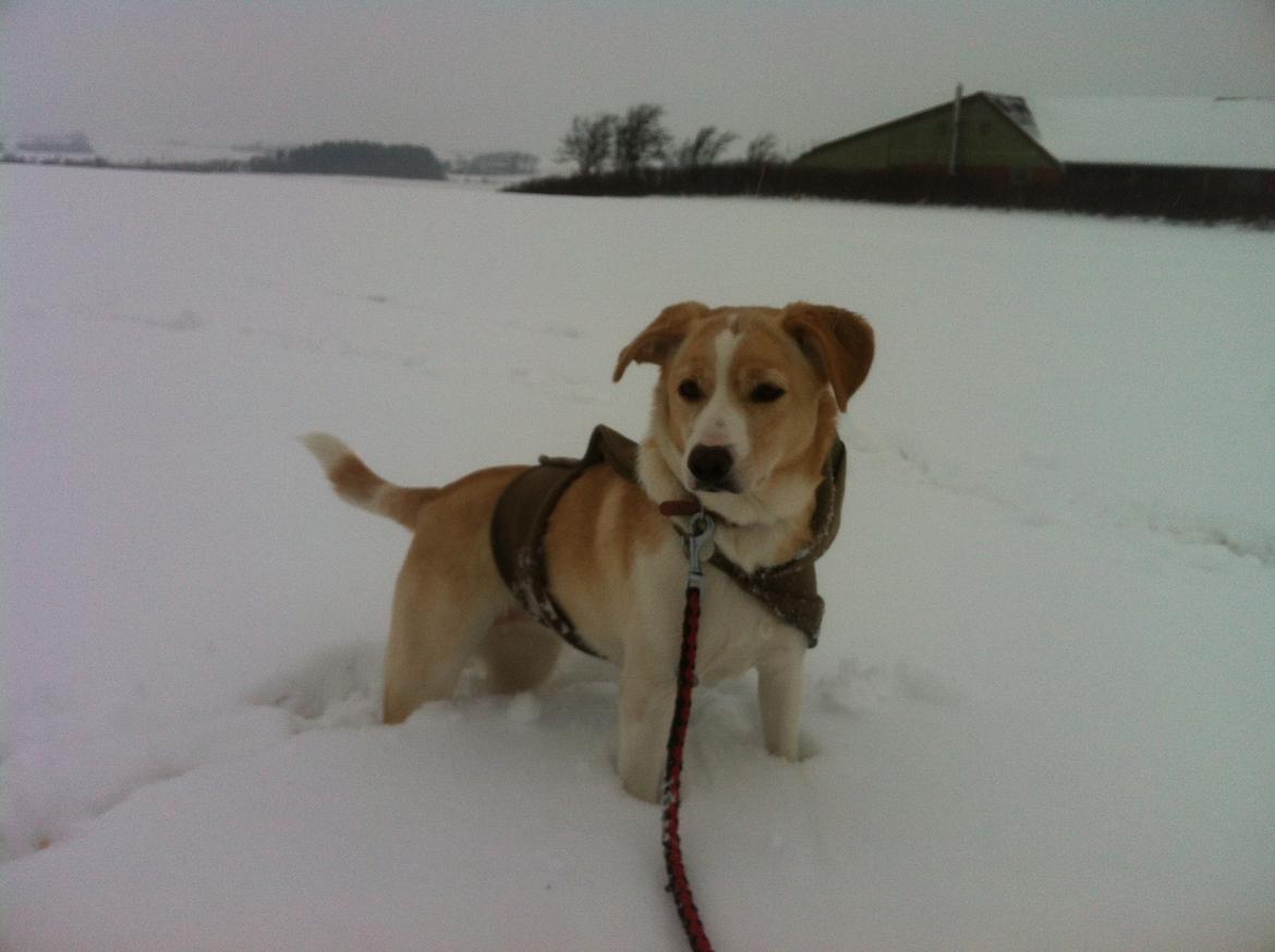 Blanding af racer Molly :-) billede 17