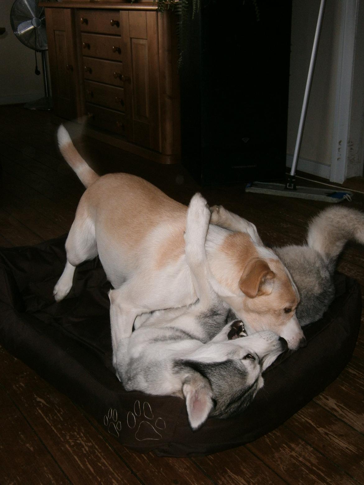 Blanding af racer Molly :-) billede 18