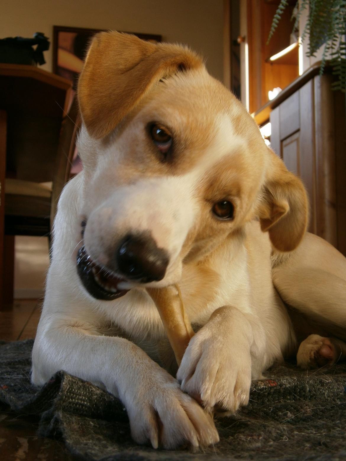 Blanding af racer Molly :-) billede 19